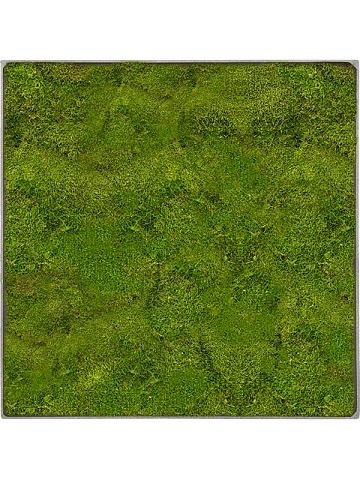 Картина из мха nova frame natural-concrete 100% flat moss Картина из мха nova frame natural-concrete 100% flat moss