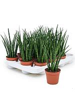 Сансевиерия Цилиндрика Фернвуд Микадо H25 D8 см