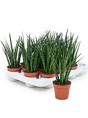 Сансевиерия Цилиндрика Фернвуд Микадо