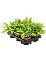 Нефролепис Бостон H30 D12 см