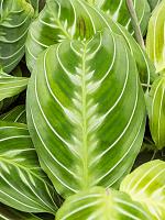 Маранта Эксклюзив Дарк беложильчатая H35 D12 см