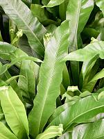 Асплениум Антикум H60 D23 см