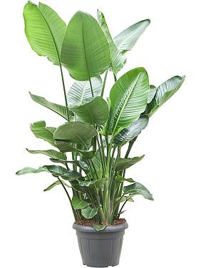 Стрелиция Николая Стрелиция Николая