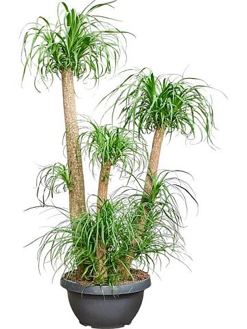 Нолина (Бокарнея отогнутая) разветвленная