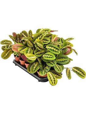 Маранта Фасцинатор беложильчатая Маранта Фасцинатор беложильчатая