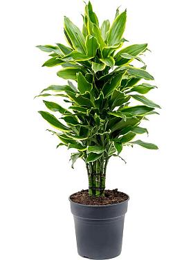 Драцена Фрагранс Голден Кост разветвленная Драцена Фрагранс Голден Кост разветвленная