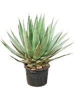 Агава Триангулярис серо-зеленая H110 D35 см Агава Триангулярис серо-зеленая H110 D35 см
