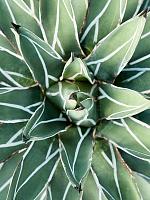 Агава короля Фердинанда серо-зеленая H65 D35 см