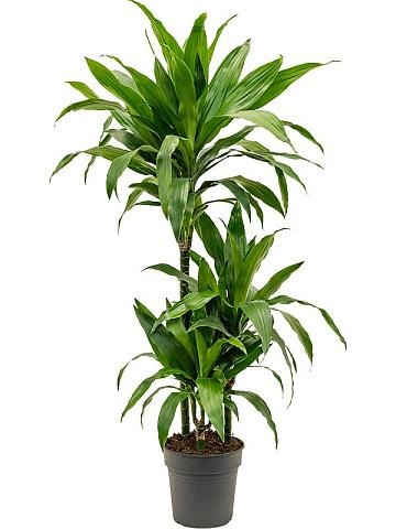 Драцена Фрагранс Джанет Крейг 3 ствола