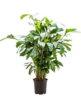 Кариота Митис мягкая Кариота Митис мягкая