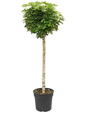 Шеффлера Голд Капелла