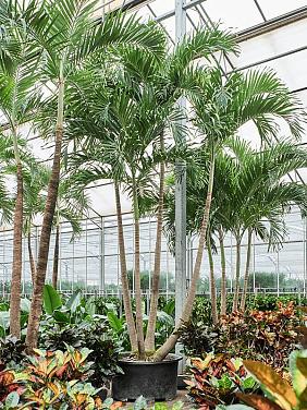 Вейтчия Мерилли (Адонидия) 4 ствола