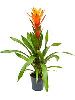 Гузмания Вариада оранжевая H55 D13 см