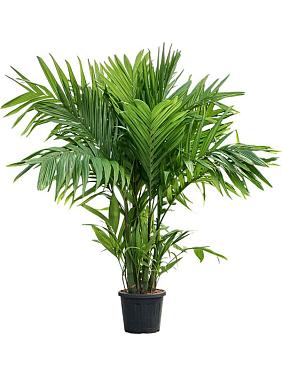 Арека Триандра трехтычинковая