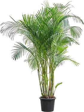 Арека Хризалидокарпус (Дипсис желтоватый) Арека Хризалидокарпус (Дипсис желтоватый)