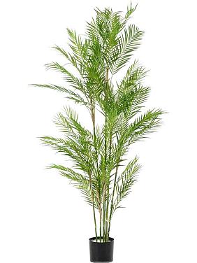 Пальма Хамедорея искусственная