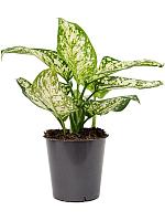 Аглаонема Айвори Джейд H30 D12 см