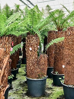 Диксония антарктическая многоствольная Диксония антарктическая многоствольная