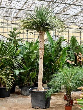 Драцена Драконовая (Драконово дерево)