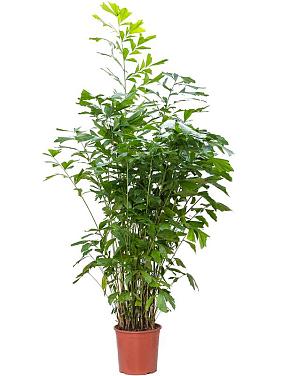 Кариота Митис мягкая Кариота Митис мягкая