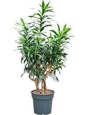 Драцена Рефлекса отогнутая Драцена Рефлекса отогнутая