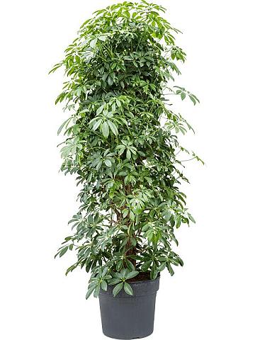 Шеффлера Компакта разветвленная Шеффлера Компакта разветвленная