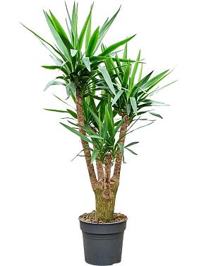 Юкка Слоновая разветвленная Юкка Слоновая разветвленная