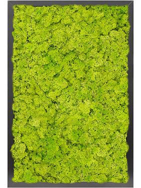 Картина из мха mdf ral 9005 satin gloss 100% reindeer moss (spring green) Картина из мха mdf ral 9005 satin gloss 100% reindeer moss (spring green)
