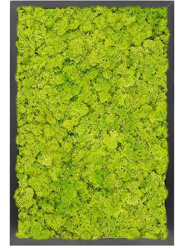 Картина из мха mdf ral 9005 satin gloss 100% reindeer moss (spring green) Картина из мха mdf ral 9005 satin gloss 100% reindeer moss (spring green)