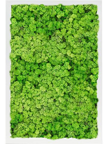 Картина из мха mdf ral 9010 satin gloss 100% reindeer moss (light grass green)