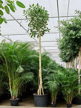 Фикус Бенгальский Одри Фикус Бенгальский Одри