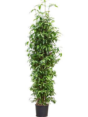 Драцена Суркулоза (Годсефа) Драцена Суркулоза (Годсефа)