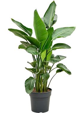 Стрелиция Николая Стрелиция Николая