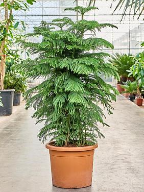 Араукария разнолистная Хетерофилла Араукария разнолистная Хетерофилла