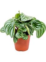 Пеперомия Арбузная H20 D12 см