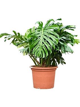 Монстера Делициоза (деликатесная) Монстера Делициоза (деликатесная)