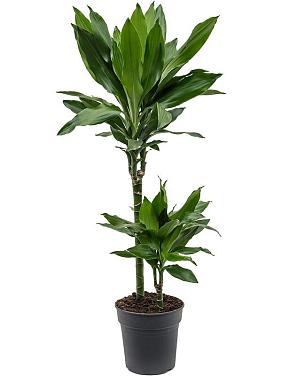 Драцена Фрагранс Джанет Линд 2 ствола Драцена Фрагранс Джанет Линд 2 ствола