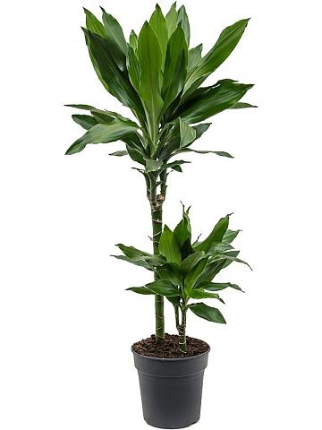 Драцена Фрагранс Джанет Линд 2 ствола Драцена Фрагранс Джанет Линд 2 ствола