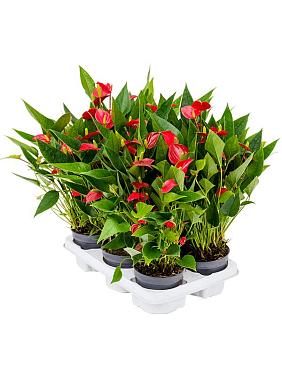 Антуриум Андрианум Миллион Флауэрс красный Антуриум Андрианум Миллион Флауэрс красный