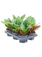 Кротон (Кодиеум) Петра H20 D12 см