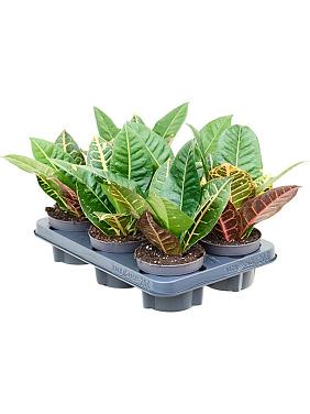 Кротон (Кодиеум) Петра Кротон (Кодиеум) Петра