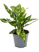 Аглаонема Мария H40 D14 см