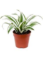 Драцена Фрагранс Вайт Джевел H30 D12 см Драцена Фрагранс Вайт Джевел H30 D12 см