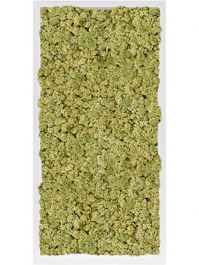 Картина из мха mdf ral 9010 satin gloss 100% reindeer moss (old green) Картина из мха mdf ral 9010 satin gloss 100% reindeer moss (old green)