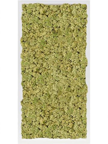 Картина из мха mdf ral 9010 satin gloss 100% reindeer moss (old green) Картина из мха mdf ral 9010 satin gloss 100% reindeer moss (old green)