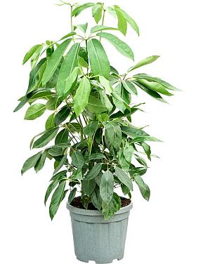 Шеффлера Амате