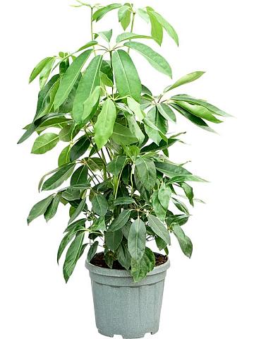 Шеффлера Амате Шеффлера Амате