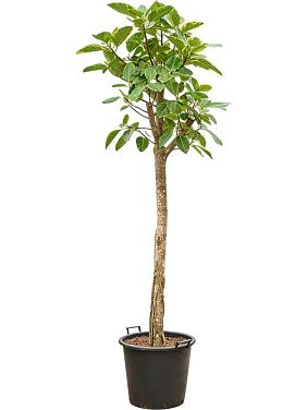 Фикус Альтиссимо Фикус Альтиссимо