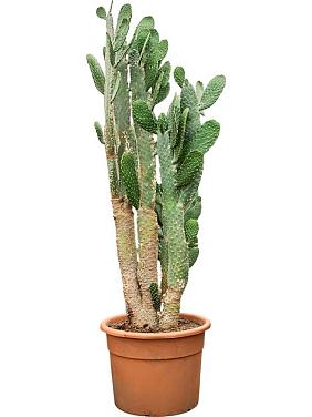 Опунция Консолея Опунция Консолея