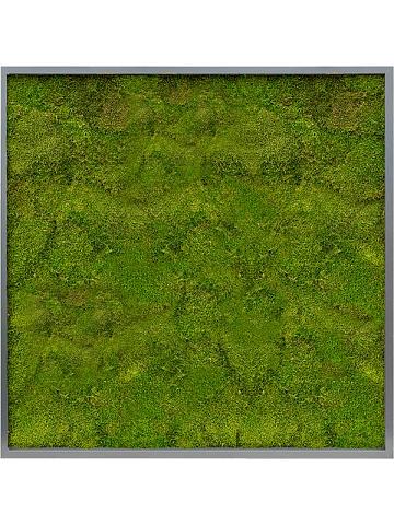 Картина из мха mdf ral 7016 satin gloss 100% flat moss Картина из мха mdf ral 7016 satin gloss 100% flat moss
